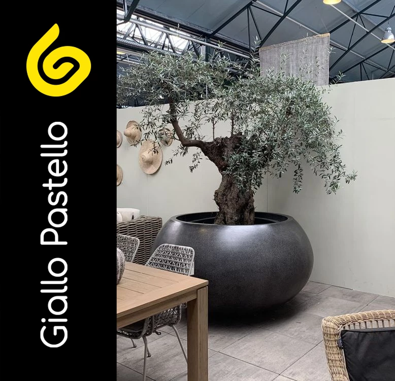 Albero di ulivo in vaso per arredare terrazzo appartamento - Giallo Pastello Interior Design Brescia